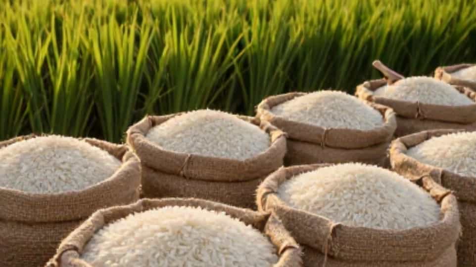 فروش عمده و جزئی برنج محلی شوشتر در اهواز با بهترین قیمت و کیفیت